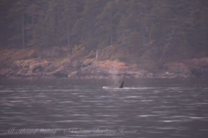 Biggs Orcas