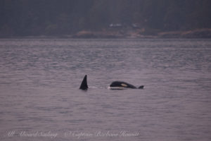 Biggs Orcas Rosario Strait