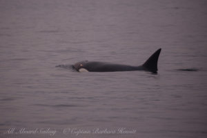 Biggs Orcas Rosario Strait