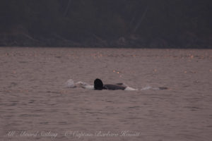 Biggs Orcas Rosario Strait