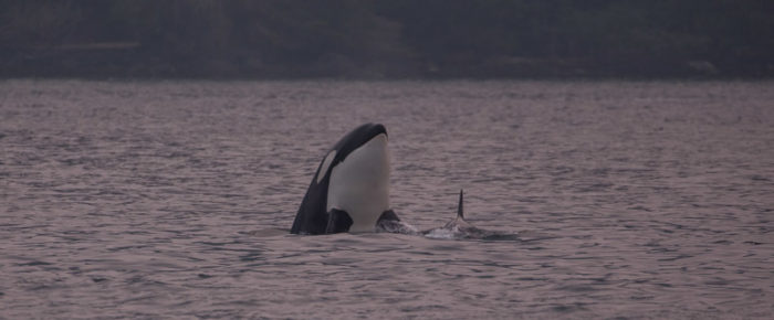 Meeting Biggs Orcas at Lawrence Point
