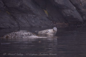 Harbor Seal in New Channel, Spieden Island