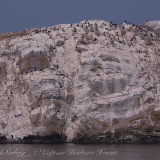 Sail into to Haro Strait visiting Mandarte Island Cormorant Colony