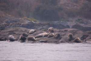 Harbor Seals Lopez island