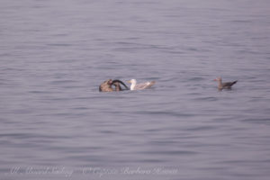 Harbor seal catchers a salmon