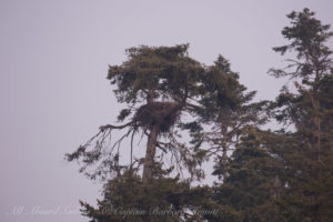 Bald eagle Nest on Lopez island
