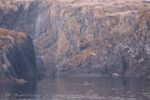 Colville island Harbor Seals
