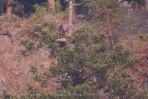 Peregrine Falcon, Lopez island