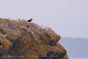Black Oyster Catcher