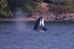 Orca Spyhop