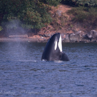 Meeting the T65A Biggs Orca Family at Presidents Channel