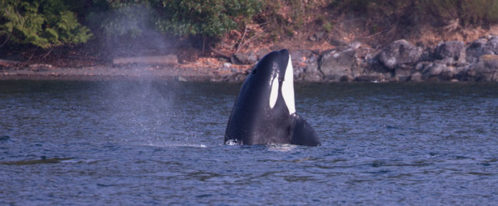 Meeting the T65A Biggs Orca Family at Presidents Channel