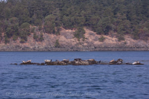 Harbor seals at Shirt Tail Reef