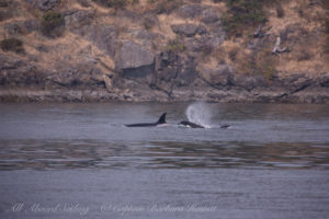 Biggs Orcas T99s