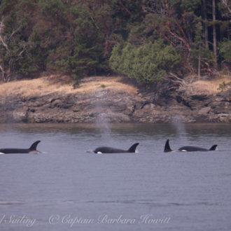 Biggs orca family T99s travel passed Orcas Island Ferry landing