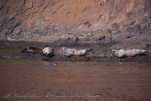 Harbor seals Spieden island
