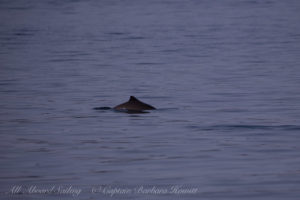 Harbor Porpoise