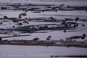 Harbor seals in Kelp Forest