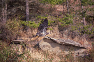 Imm ature Bald Eagle in flight