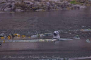 harbor seal, New Channel