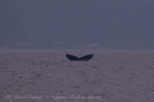 Humpback whale Fluke