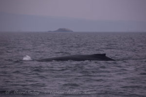 Humpback whale