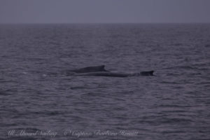 Humpback whale BCX0870, ‘Scoop’ with a new calf