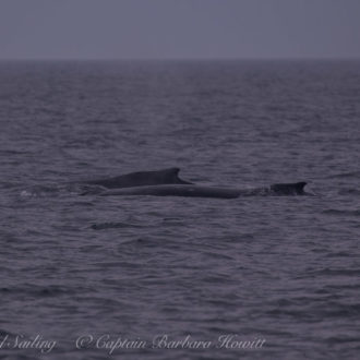 Humpback whale ‘Scoop’ with new calf north of Jones Island