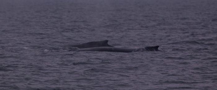 Humpback whale ‘Scoop’ with new calf north of Jones Island