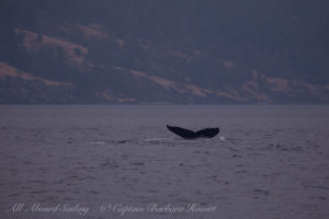 Humpback Whale fluke