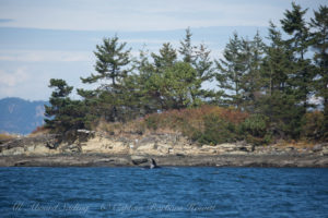 Biggs Orcas, Halibut Island
