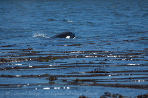 Biggs Orca calf playing in kelp