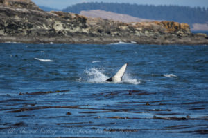 Biggs Orca calf playing in kelp