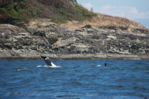 Biggs Orcas, Halibut Island