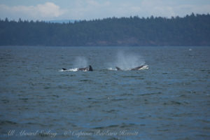 Biggs Orcas