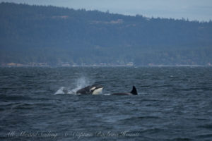 Biggs Orcas