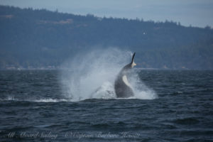 Biggs Orca Cartwheels
