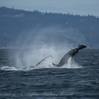 Biggs Orcas T36As and T99s at Halibut island