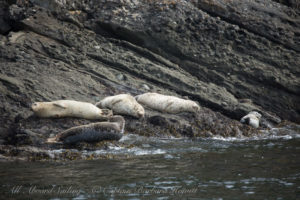 Harbor seal haulout