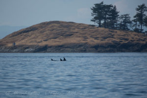 Biggs Orca family