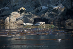 Harbor Seals