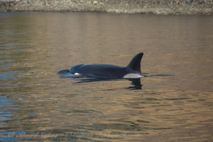 Biggs Orca