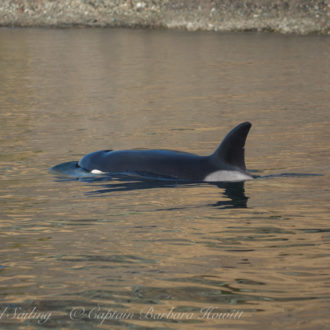 Biggs Orca families the T34s, T37 and T37Bs