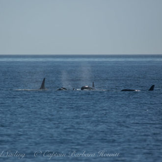 Southern Resident Orcas return to San Juan Island
