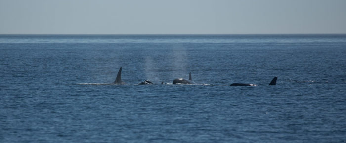 Southern Resident Orcas return to San Juan Island