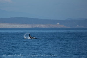 Southern Resident Orca