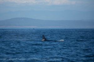 Southern Resident Orca