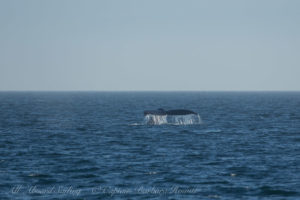 Humpback tail fluke Whale Salmon Bank