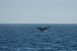 Humpback tail fluke Whale Salmon Bank