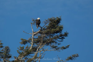 Bald Eagle Dead Mans Island